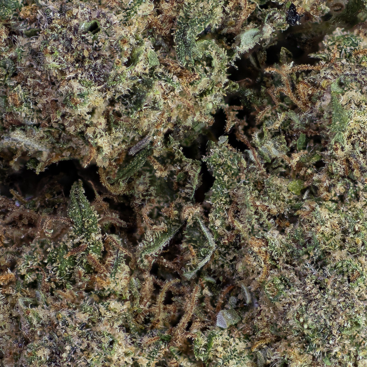 Cherry Kush CBD