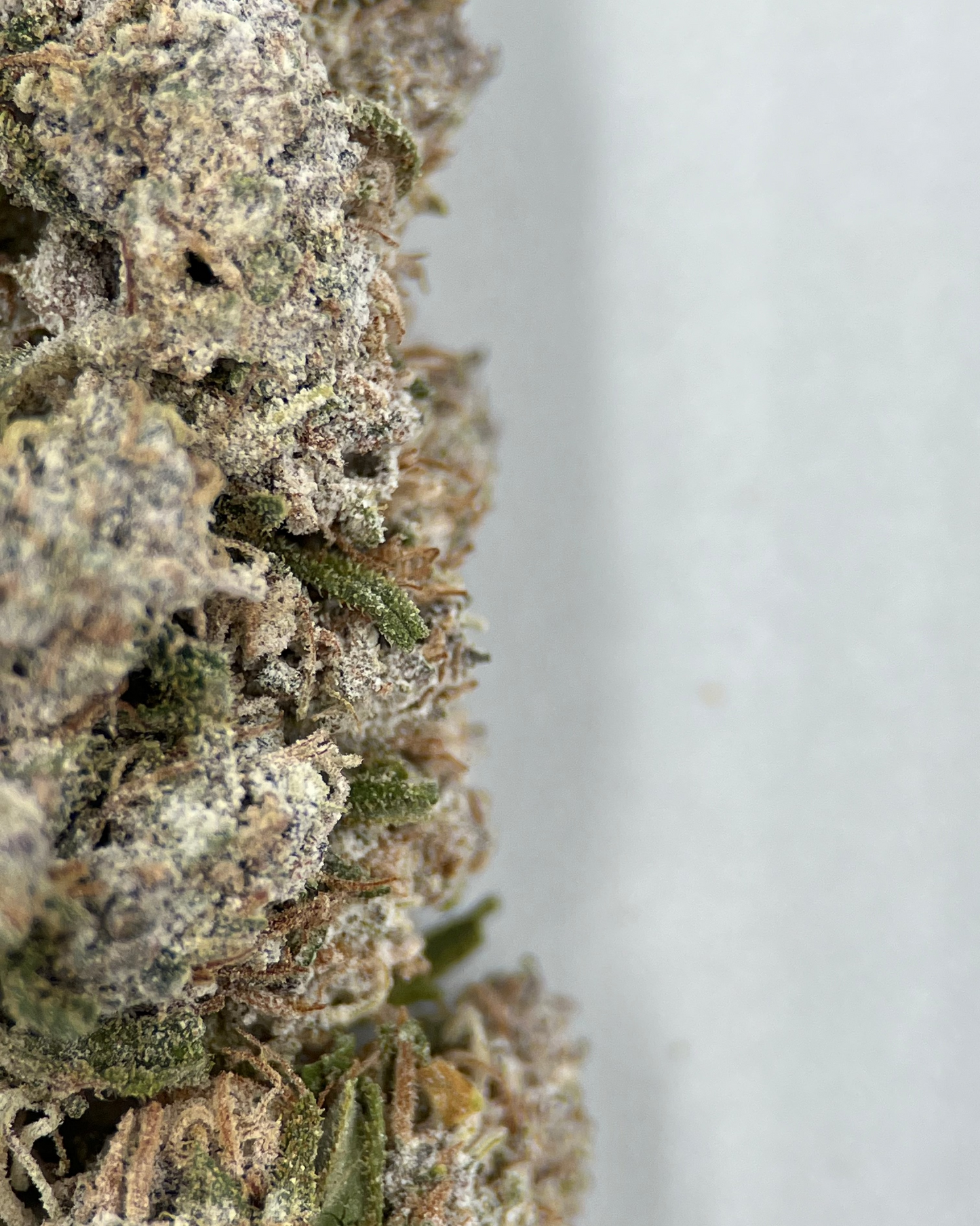 O.G Kush 24% THCA